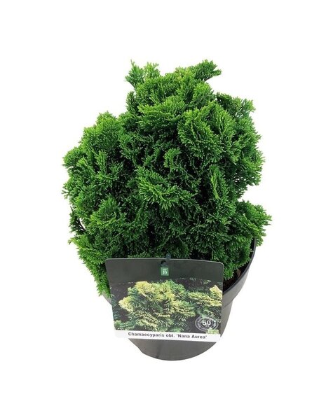 Chamaecyparis