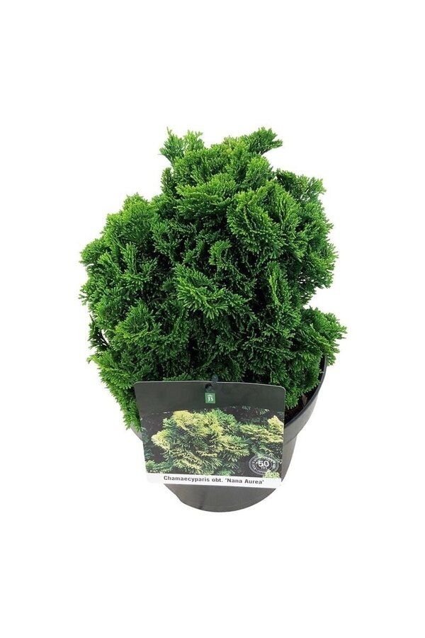 Chamaecyparis Nana Aurea