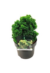 Chamaecyparis Nana Aurea
