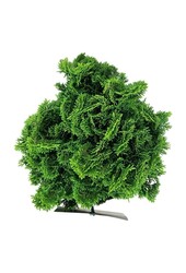 Chamaecyparis Nana Aurea