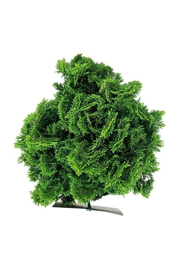 Chamaecyparis Nana Aurea