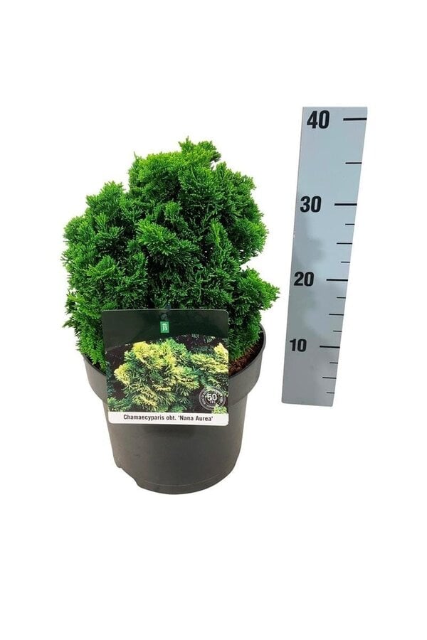 Chamaecyparis Nana Aurea
