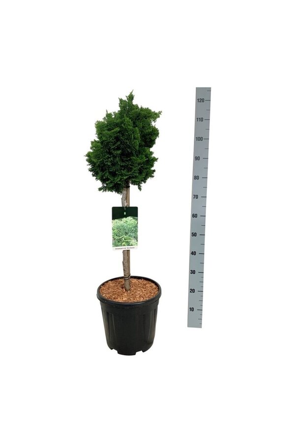 Chamaecyparis Nana Gracilis