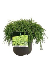 Chamaecyparis Filifera Nana