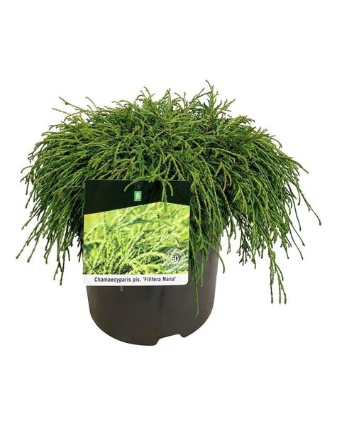 Chamaecyparis