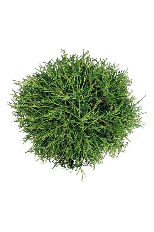 Chamaecyparis Filifera Nana