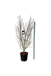 Hartriegel Cornus kousa Cappucino