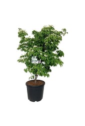 Hartriegel Cornus kousa China Girl