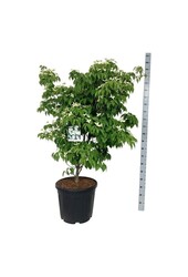 Hartriegel Cornus kousa China Girl