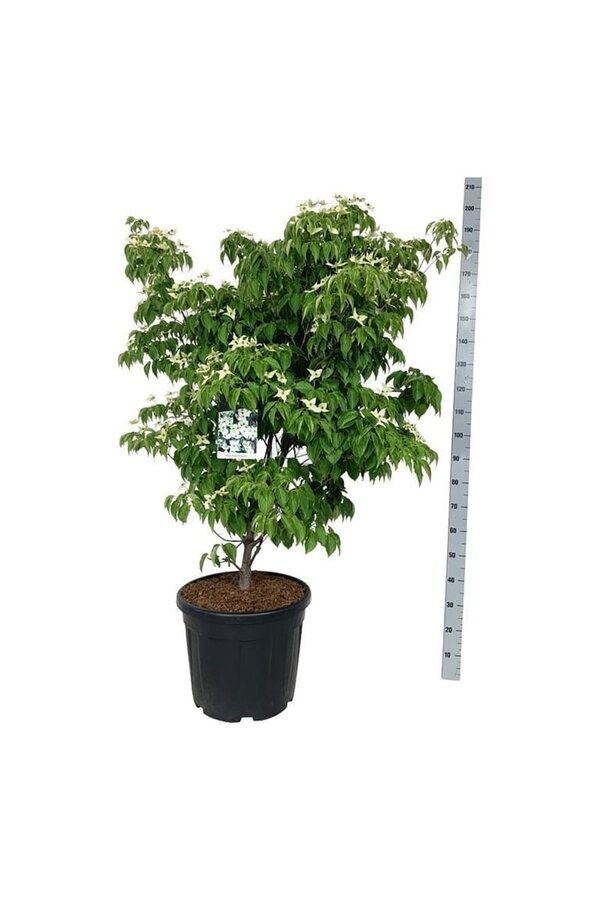 Hartriegel Cornus kousa China Girl