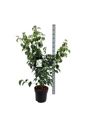 Hartriegel Cornus kousa Milky Way