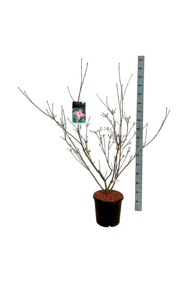 Hartriegel Cornus kousa Satomi