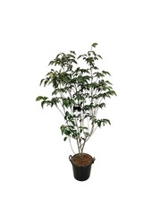 Hartriegel Cornus kousa Venus ®