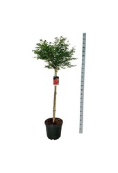 Pfaffenhütchen Euonymus alatus Compactus