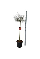 Pfaffenhütchen Euonymus alatus Compactus