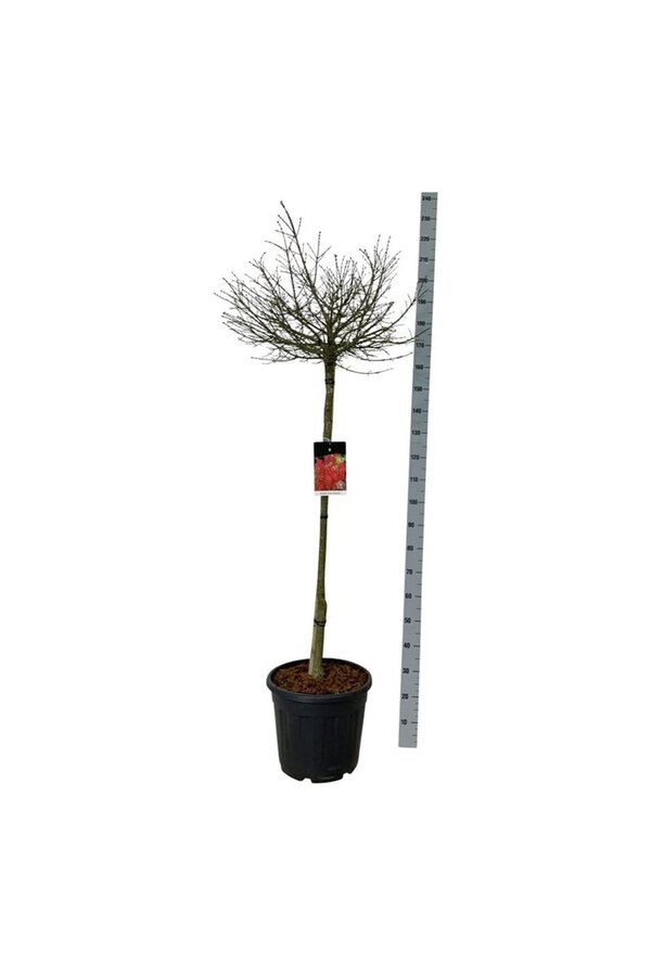 Pfaffenhütchen Euonymus alatus Compactus