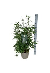 Bambus Fargesia robusta Pingwu