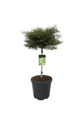 Buchenbaum Fagus Mercedes