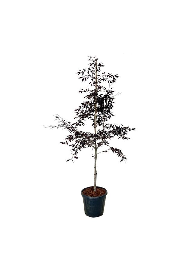 Buchenbaum Fagus Midnight Feather