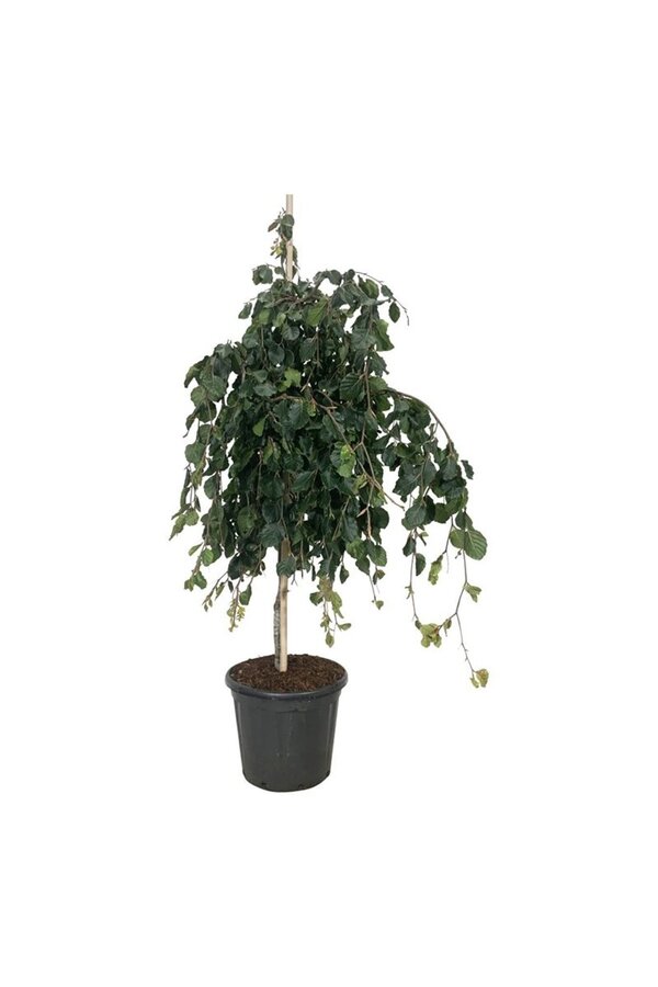 Buchenbaum Fagus Pendula