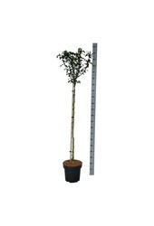 Schönfrucht Hibiskus Marina