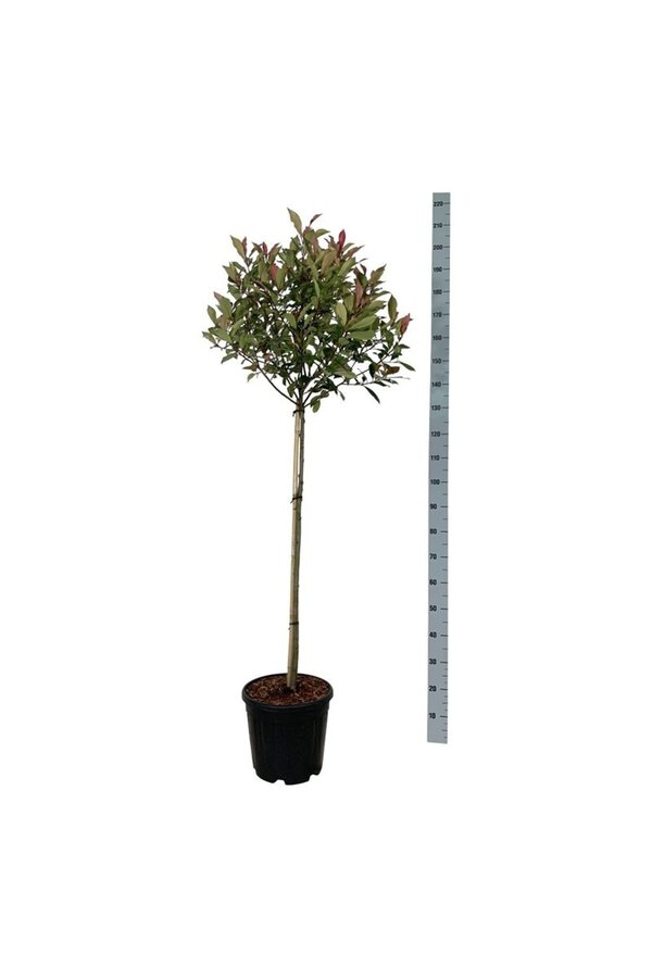 Glanzmispel Photinia fraseri Robusta Compacta