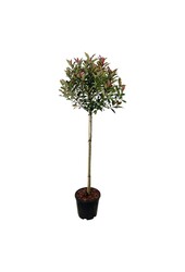 Glanzmispel Photinia fraseri Robusta Compacta