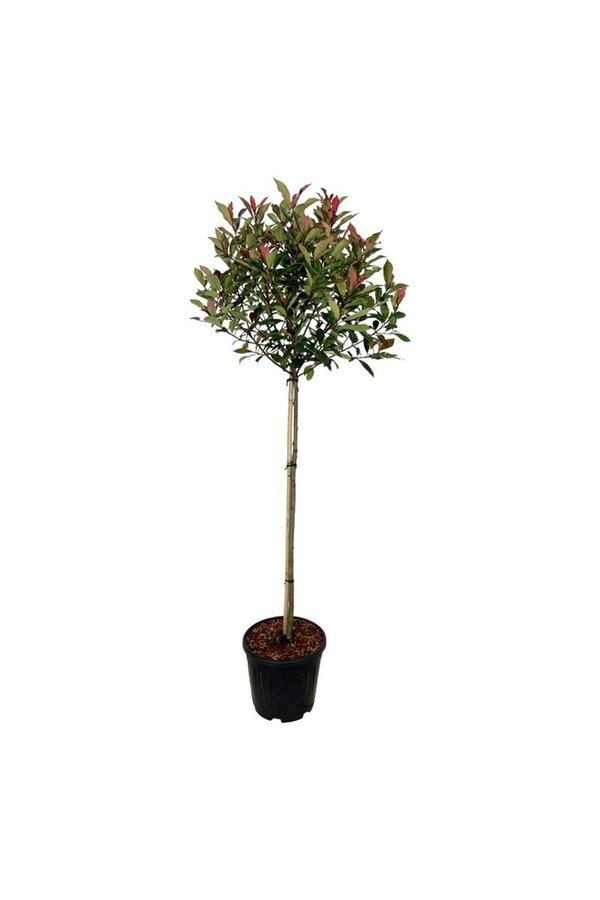 Glanzmispel Photinia fraseri Robusta Compacta