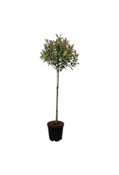Glanzmispel Photinia fraseri Robusta Compacta