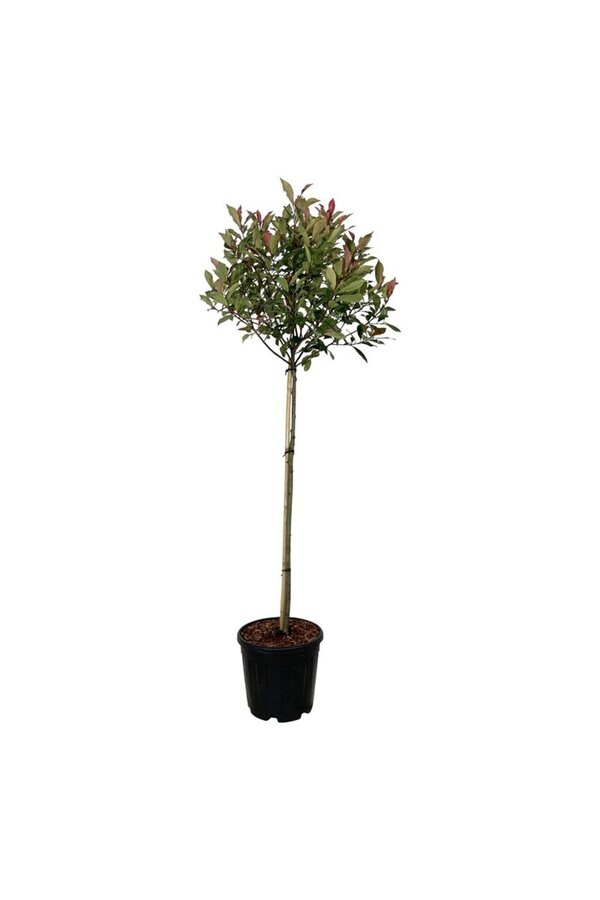 Glanzmispel Photinia fraseri Robusta Compacta