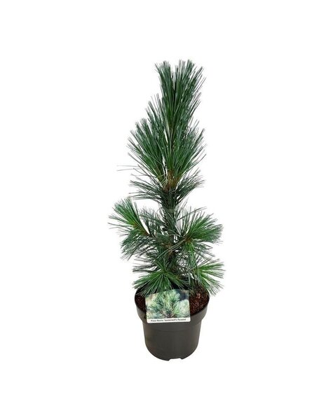 Pinus