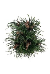 Kiefer Pinus Satellit