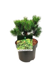 Kiefer Pinus mugo Carstens Wintergold