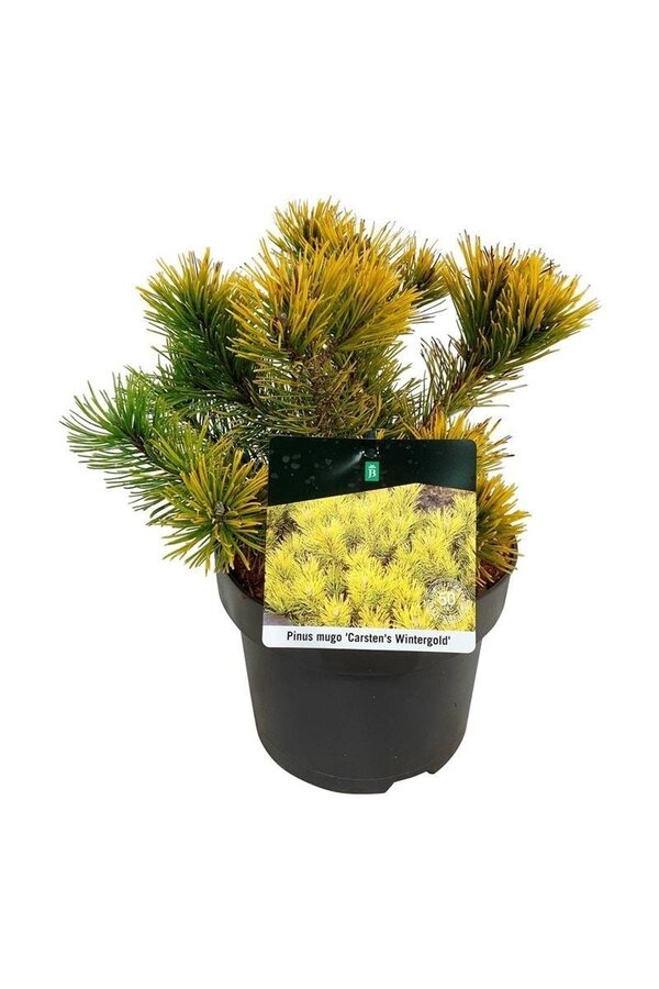 Kiefer Pinus mugo Carstens Wintergold