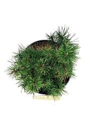 Kiefer Pinus mugo Carstens Wintergold