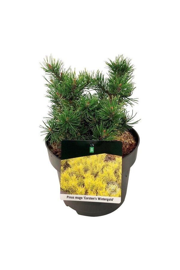 Kiefer Pinus mugo Carstens Wintergold