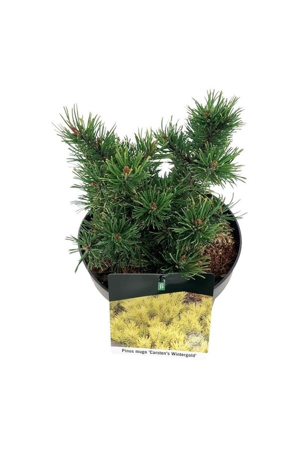 Kiefer Pinus mugo Carstens Wintergold