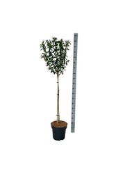 Schönfrucht Hibiscus Starburst Chiffon