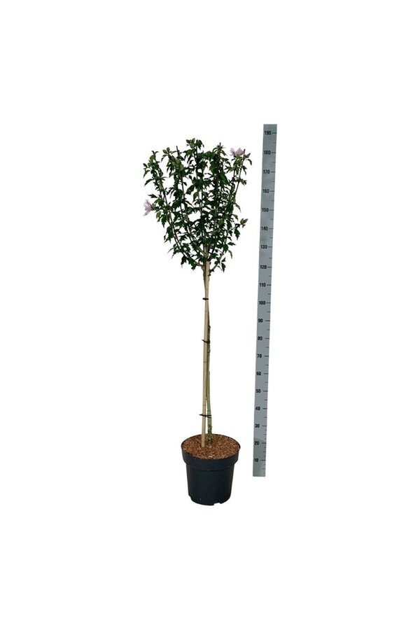 Schönfrucht Hibiscus Starburst Chiffon