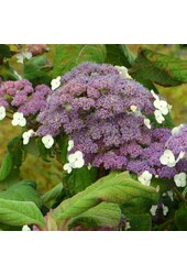 Hortensie Hydrangea Macrophylla