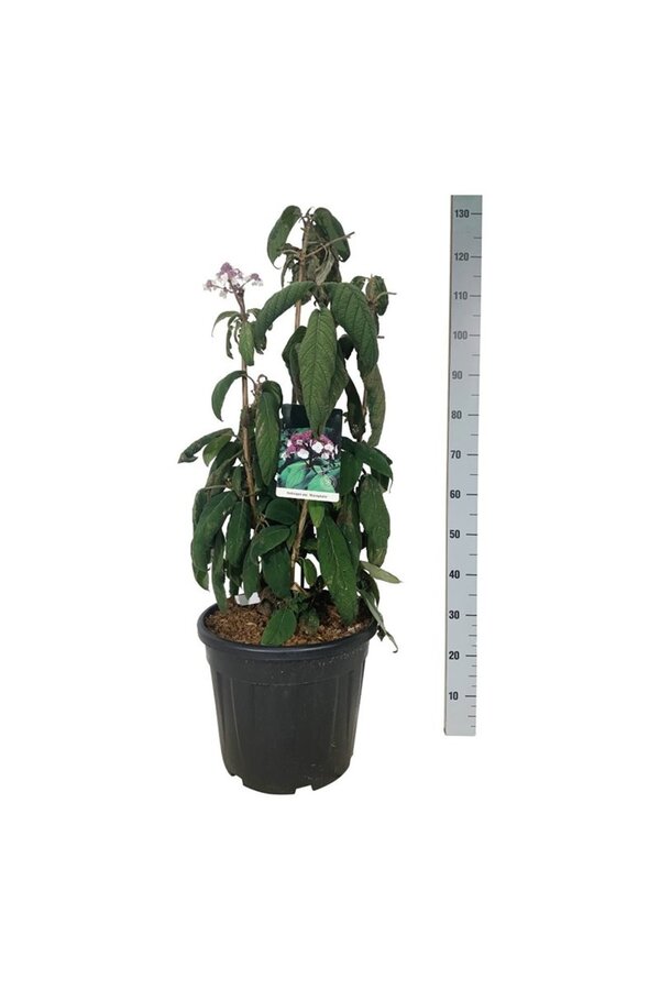 Hortensie Hydrangea Macrophylla