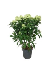 Hortensie Hydrangea Graffiti