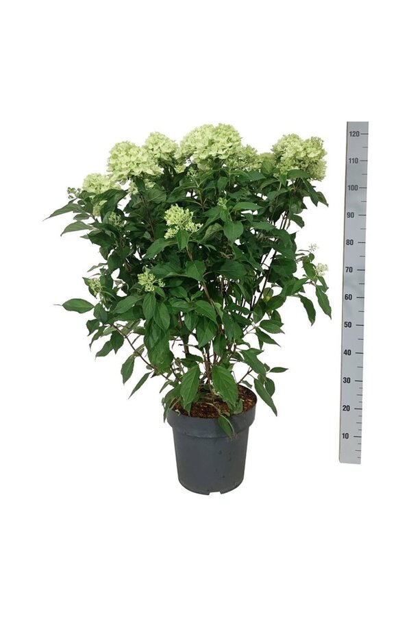 Hortensie Hydrangea Graffiti