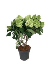 Hortensie Hydrangea Little Fresco