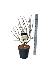 Hortensie Hydrangea Little Fresco