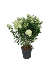 Hortensie Hydrangea Petite Cherry