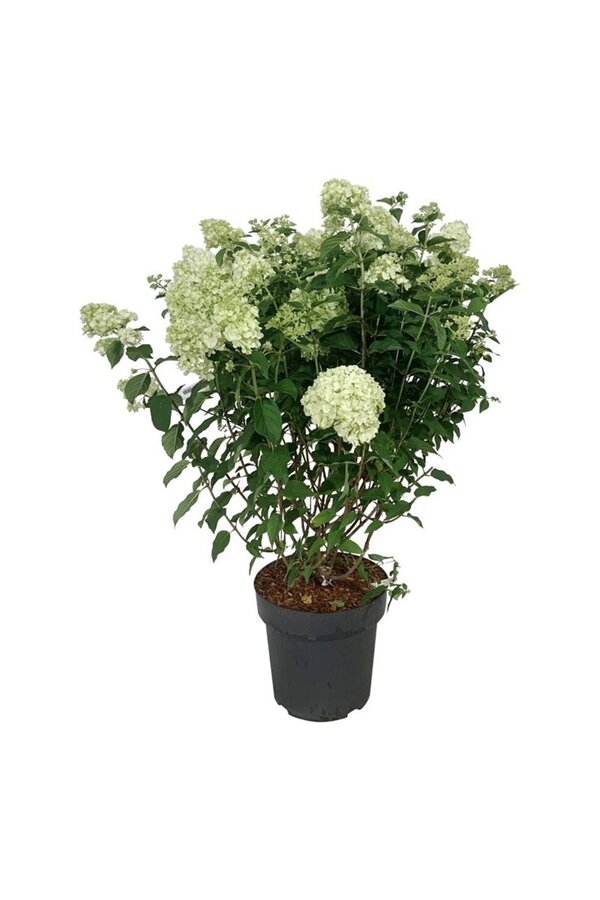 Hortensie Hydrangea Petite Cherry