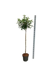 Hortensie Hydrangea Vanille-Fraise