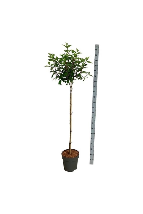 Hortensie Hydrangea Vanille-Fraise