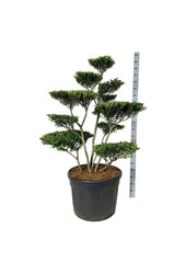 Ilex crenata Blondie